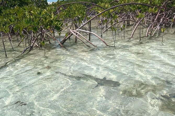 Mangrove Clear Kayak Tour - The tow across the channel helps beginners