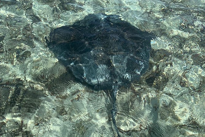 Mangrove & Iguana Clear Kayak Tour - What to bring and how to prepare