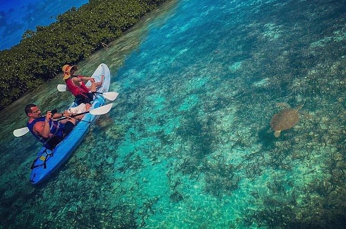 Mangrove & iguana Tour - Why this short tour packs in plenty