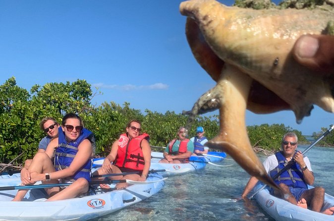 Mangroves Kayak Tour - Turtles, sharks, birds, and iguanas