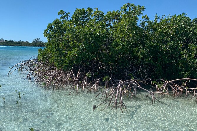 Mangroves Kayak Tour - Families, couples, and first-time kayakers