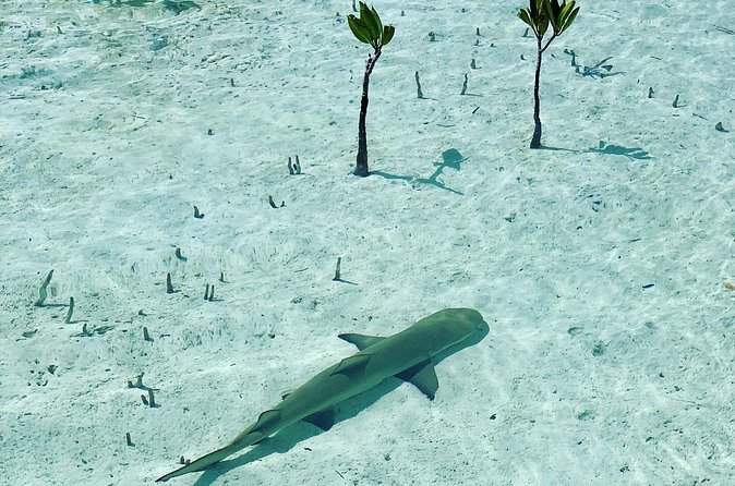 Mangroves Stand-Up Paddleboard Tour - Reaching the mangroves from Grace Bay
