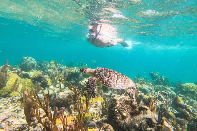 Morning Half Day Cruise from Providenciales with Snorkeling and Iguana Island - Key things to know before you book