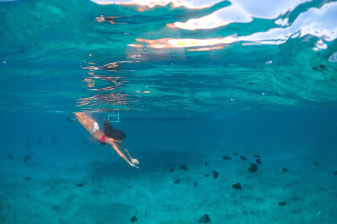 Morning Half Day Cruise from Providenciales with Snorkeling and Iguana Island - Why this four-hour cruise works so well