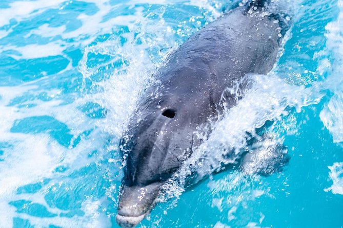Private Boat Tours to outer islands, snacks drinks- snorkel- cruise! - Outer Islands and the Route Question