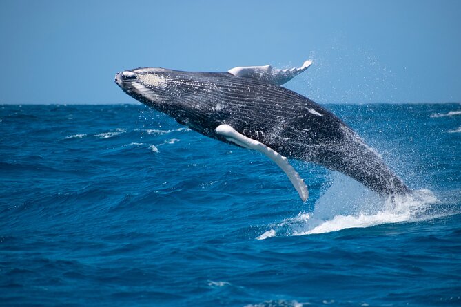 Private Whale Watching Charter (Grand Turk) - Key points to know before booking