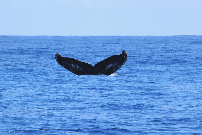 Private Whale Watching Charter (Grand Turk) - Meeting at Grand Turk Island Airport