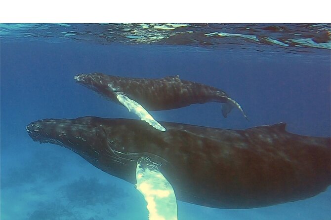 Private Whale Watching Charter (Grand Turk) - Searching for humpback whales at sea