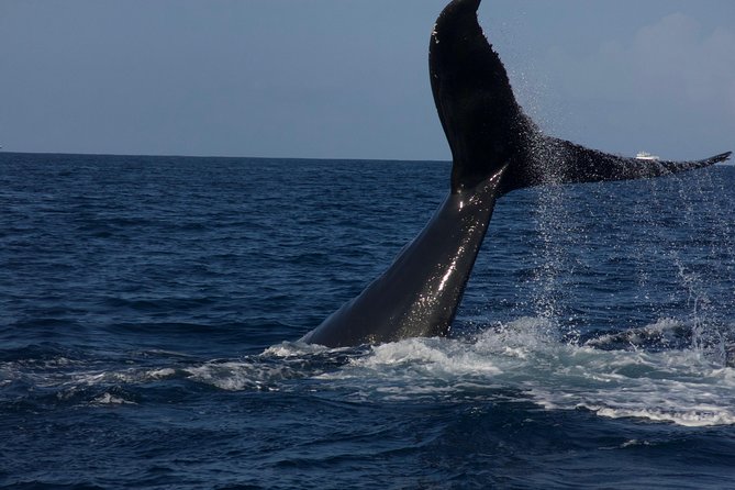 Private Whale Watching Charter (Grand Turk) - Learning from the marine biologist