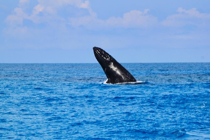 Private Whale Watching Charter (Grand Turk) - Snorkeling, snacks, and the practical comforts