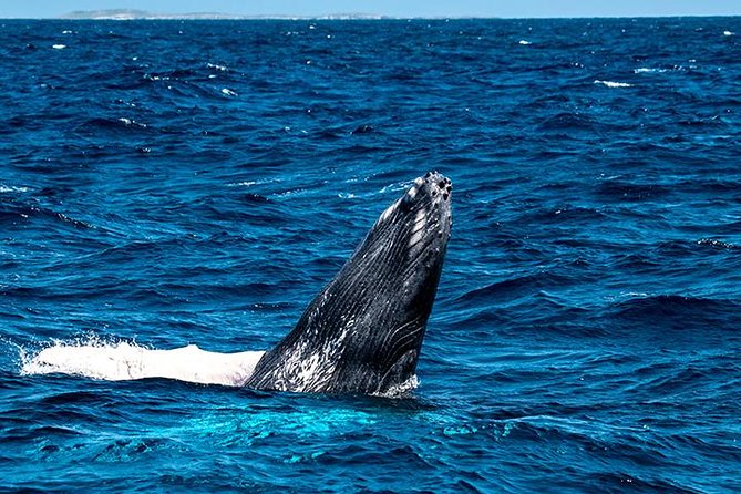 Private Whale Watching Charter (Grand Turk) - Is $1,000 per person a fair price?