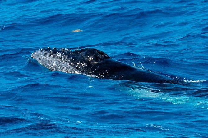 Private Whale Watching Charter (Grand Turk) - Setting out on a private catamaran