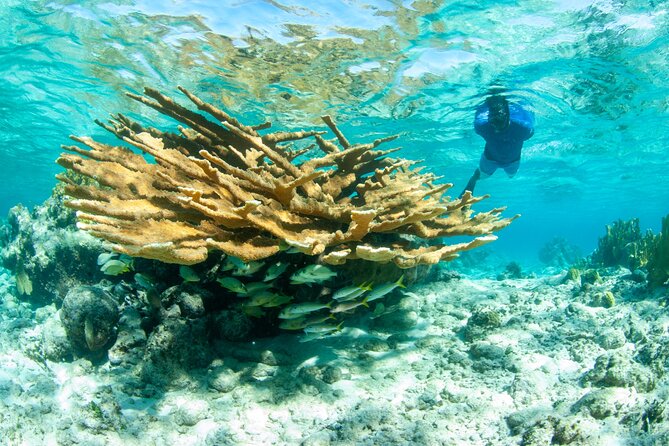 Snorkel Eco Tour - Starting at Marina Road with Big Blue Collective