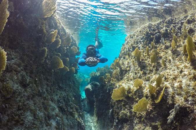 Snorkel Eco Tour - Stop two: more fish, coral, and possible sharks