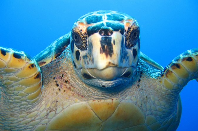 Snorkel Eco Tour - Snacks, drinks, and equipment included