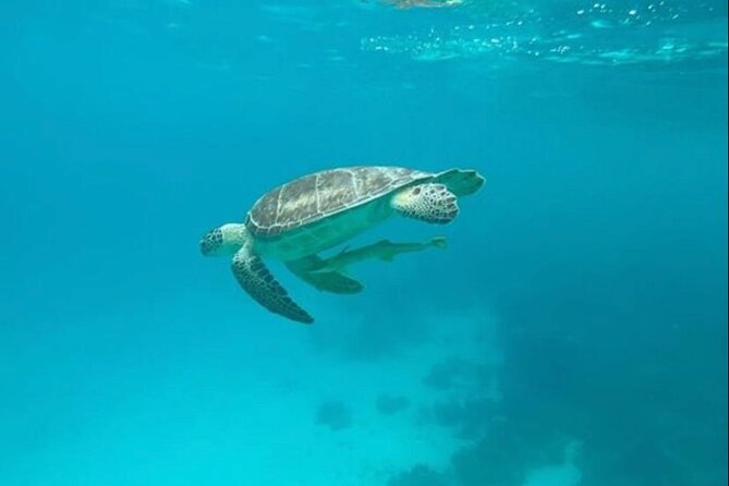 Snorkeling with Sea Scooters and Sea Adventure - Offshore - Crew help, safety, and comfort