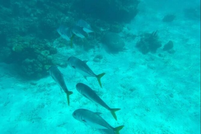 Snorkeling with Sea Scooters and Sea Adventure - Offshore - Starting from the shoreline