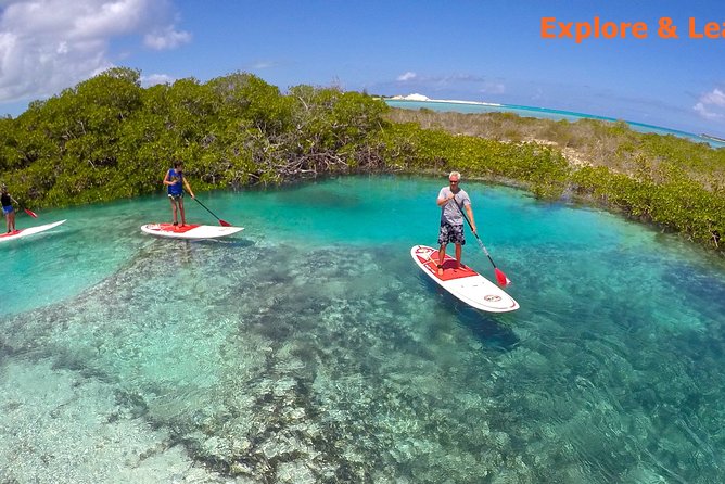 Turtle Eco Tour on Stand-Up Paddleboards or Kayaks into the National Marine Park - Why Providenciales mangroves are worth your time