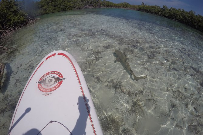 Turtle Eco Tour on Stand-Up Paddleboards or Kayaks into the National Marine Park - Through shallow channels and mangrove roots