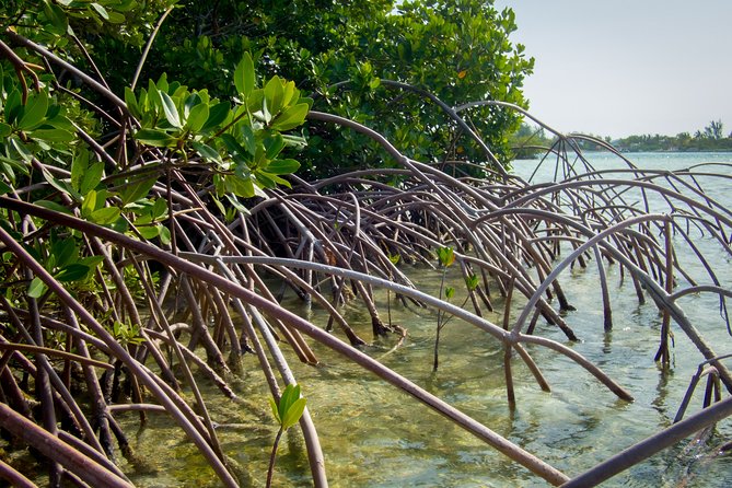 Turtle Eco Tour on Stand-Up Paddleboards or Kayaks into the National Marine Park - The guide makes the difference