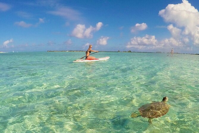 Turtle Eco Tour on Stand-Up Paddleboards or Kayaks into the National Marine Park - Timing, tides, and the two-hour question