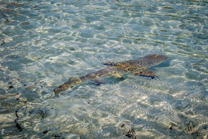 Turtle Eco Tour on Stand-Up Paddleboards or Kayaks into the National Marine Park - Is $156.80 a fair price?